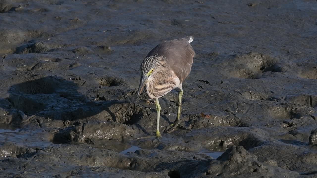 una de las garzas de estanque encontradas en tailandia que muestran diferentes plumajes según la temporada