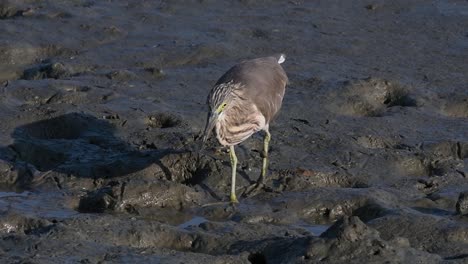 one of the pond herons found in thailand which display different plumages according to season