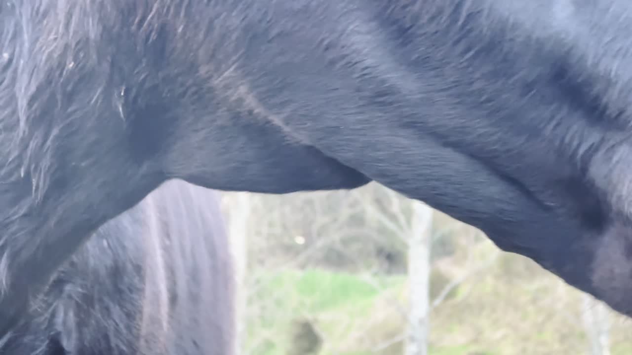 Close-up of a cow's face and nose on a New Zealand farm. Details of fur, whiskers, and wet muzzle. Concept of animal husbandry and farm life.