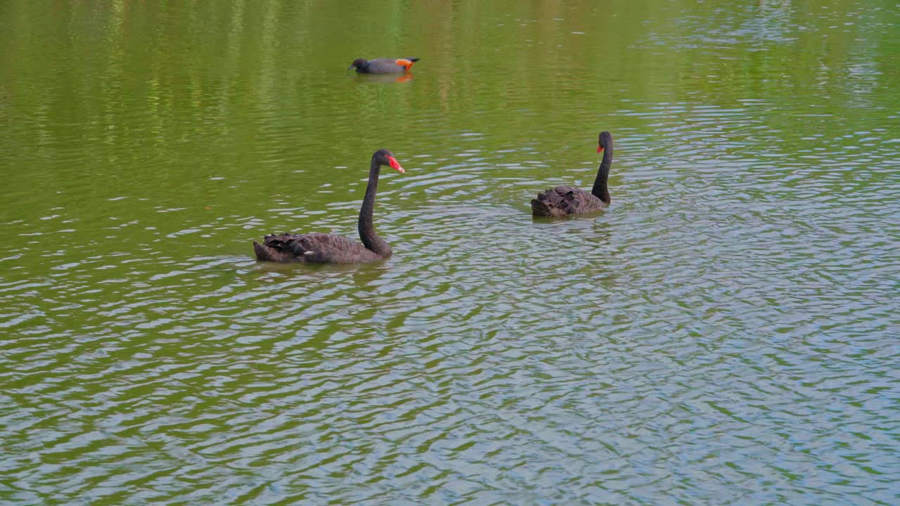Cisne negro no lago