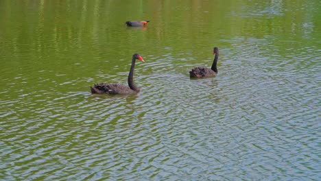 cisne negro en el lago