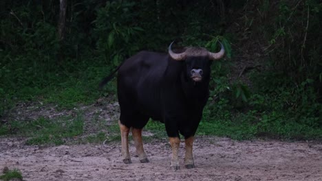 Gesehen,-Wie-Er-Mit-Dem-Schwanz-Wedelt,-In-Die-Kamera-Schaut-Und-Dann-Den-Kopf-Schüttelt-Und-Nach-Rechts-Zeigt,-Indischer-Bison-Bos-Gaurus,-Thailand