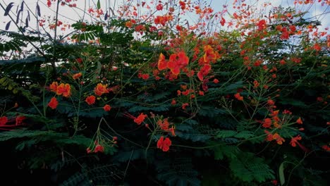 Clusters-of-pretty-red-and-yellow-blossoms-sway-in-the-soft-morning-breeze