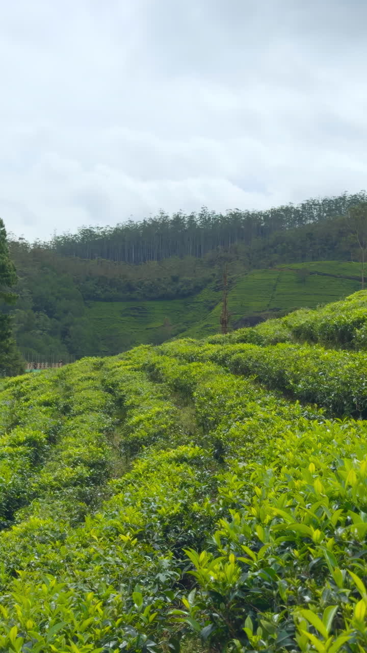 스리랑카 의 차 농장 풍경
