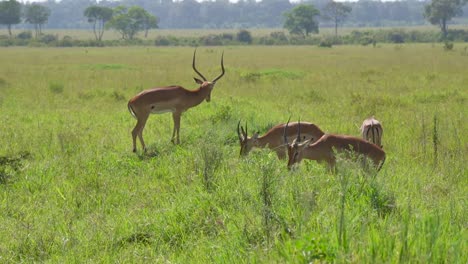 gazelles with big horns eating grass on african safari