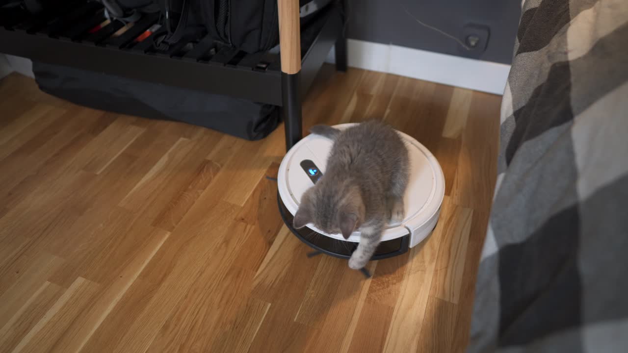 Automatic equipment helping in household. Funny kitten of Scottish Straight breed of gray color with stripes plays at home while an automatic robot vacuum cleaner cleaning room. Smart home appliances