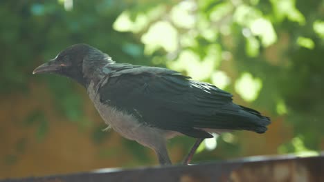 cuervo juvenil saltando y sacudiendo las plumas bajo el sol de verano