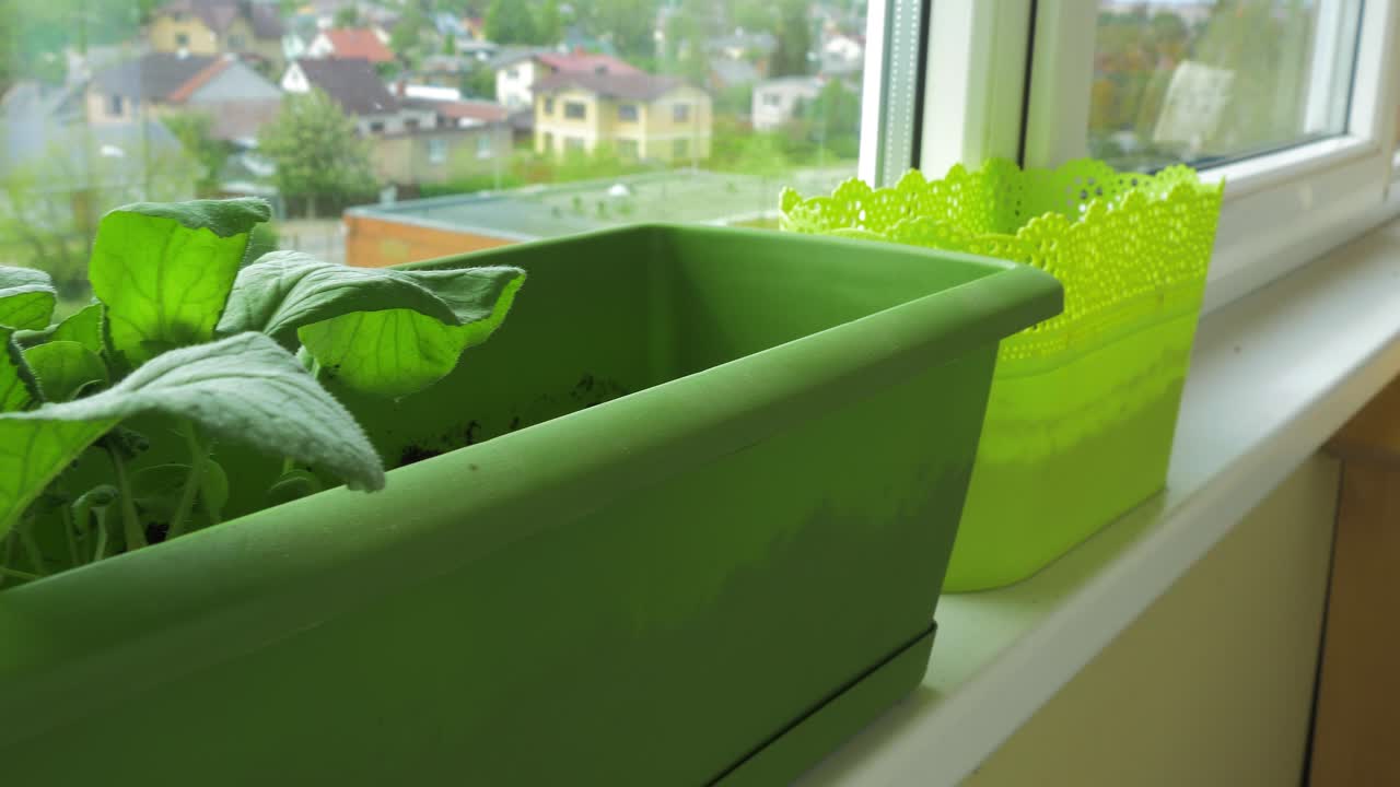 창틀 상자 정원에 있는 신선한 자생 무, 돌리 샷을 닫습니다