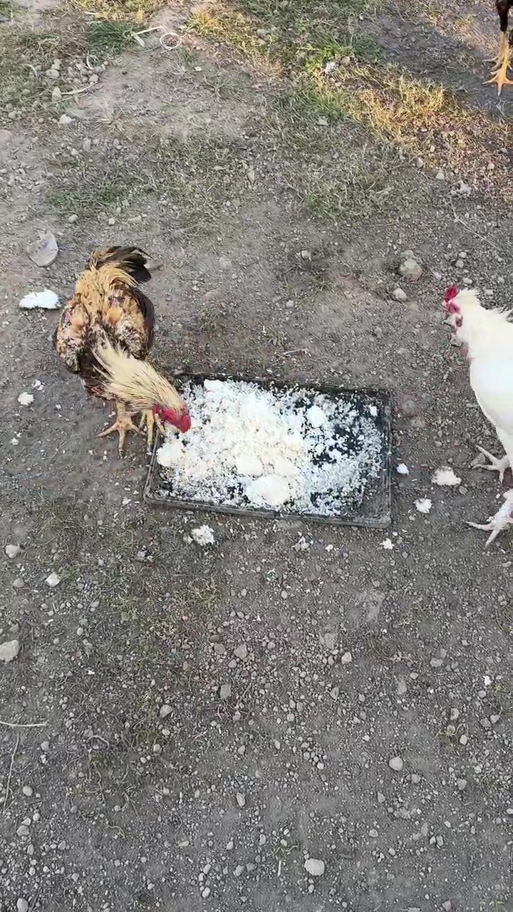 Sekelompok Ayam dan Jago Makan Nasi dari Nampan