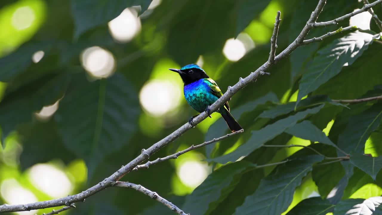 A vibrant bird perched on a branch, captured in a close-up angle