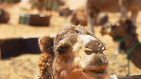 cámara lenta de un camello en merzouga, marruecos