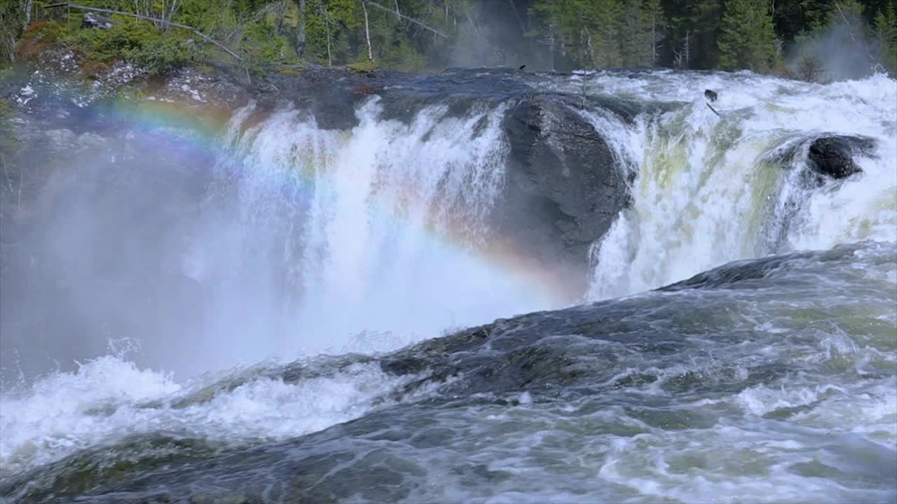 슬로우 모션 비디오 jamtland의 서쪽에 있는 ristafallet 폭포는 스웨덴에서 가장 아름다운 폭포 중 하나로 등록되어 있습니다.