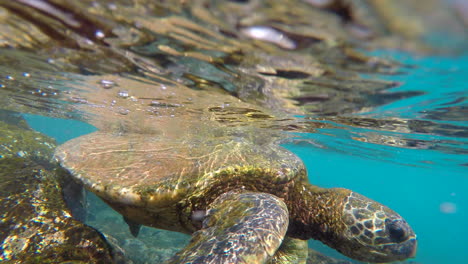 Encuentro-Cercano-Bajo-El-Agua-Con-Una-Tortuga-Marina-Verde-Gigante-En-La-Roca-Negra-De-La-Playa-De-Ka&#39;anapali-En-Maui,-Hawaii,-Gopro-4k