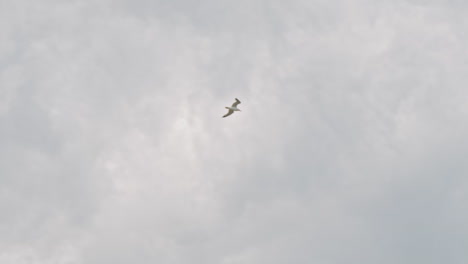 sea gulls flying in the blue sunny sky