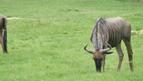 wildebeest grazing in a grassy field