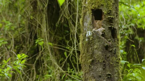 witness the elusive quetzal’s vibrant plumage in its lush rainforest habitat