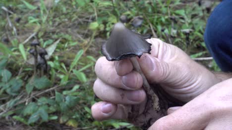 Inky-Cap-Mushroom