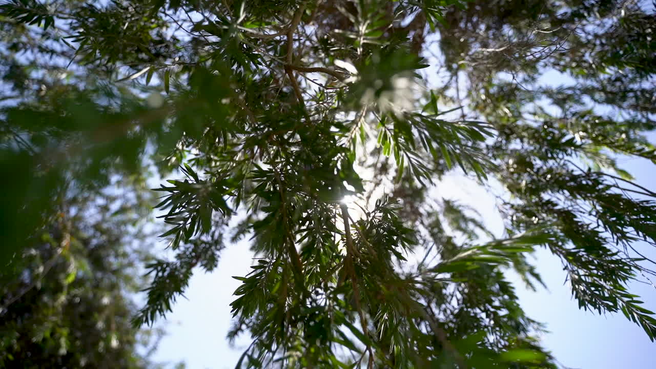 카메라가 나무  ⁇ 에서 천천히 움직입니다.