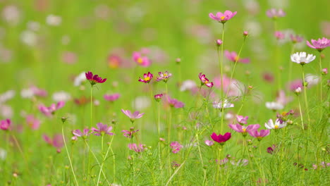 Campo-De-Flores-Del-Cosmos-En-Plena-Floración-En-Las-Tierras-De-Cultivo-De-Anseong,-Corea-Del-Sur---Fondo-De-Naturaleza-Estática