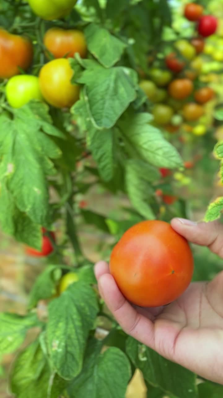 Hand harvests a ripe red tomato from lush green vine. Perfect for farm-to-table, gardening, agriculture, and fresh produce themes. Sharp vertical 4K footage ideal for food or nature content.