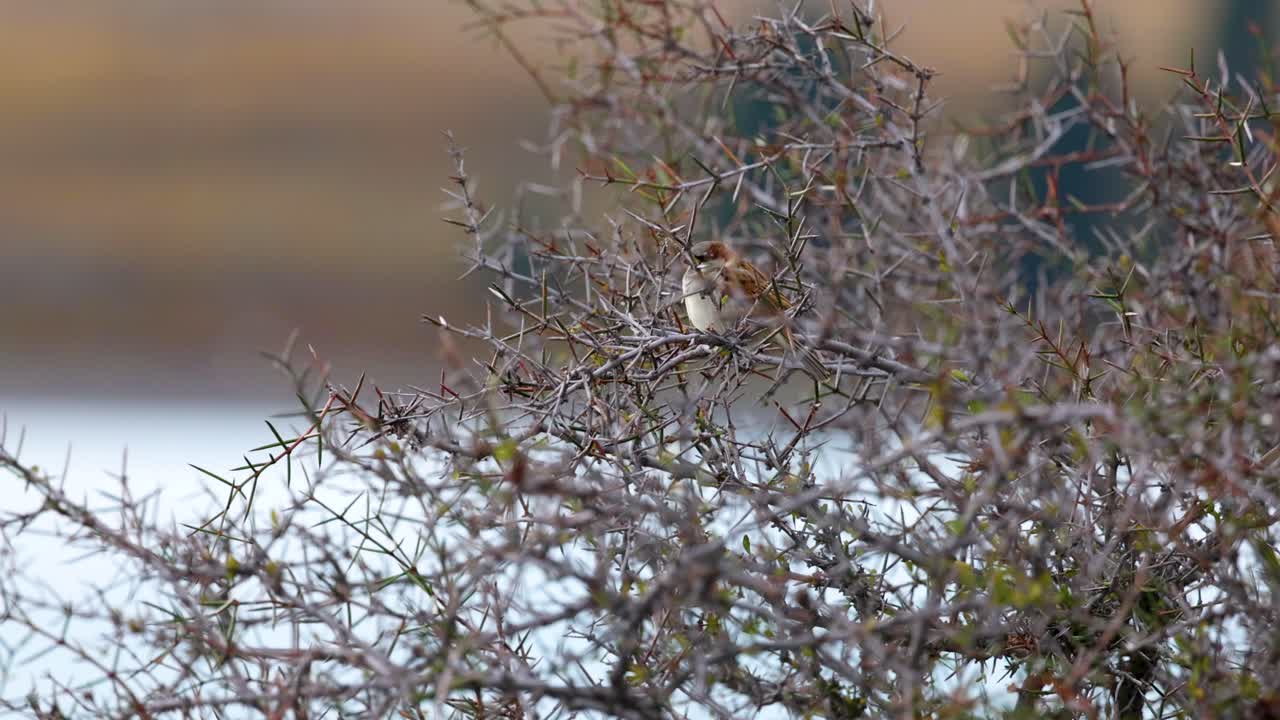 A sparrow perches on thorny branches, set against Lake Tekapo's serene backdrop. Natural lighting highlights the intricate details