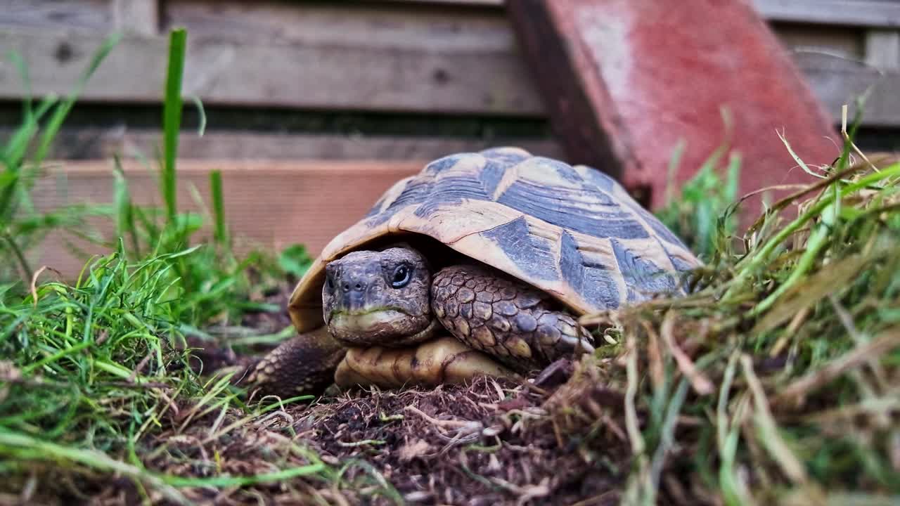 Close-up of Hermann tortoise yawning