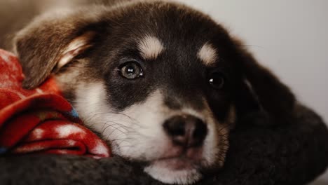 various closeup shots of sleepy puppy in evening light