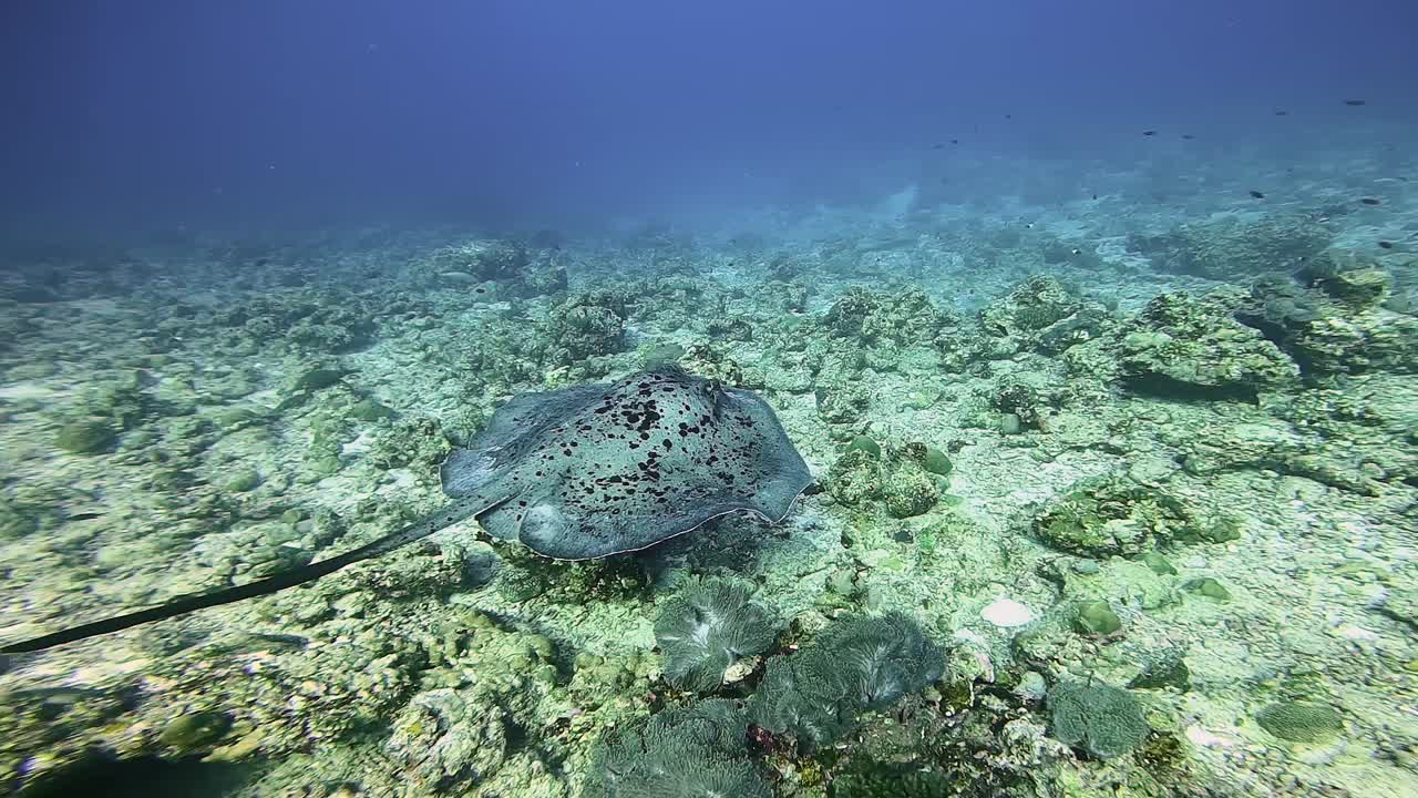 Black spotted stingray pass by in shallow reef, scuba diving Maldives