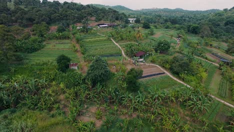 antena de granja orgánica con variedad de plantas y verduras