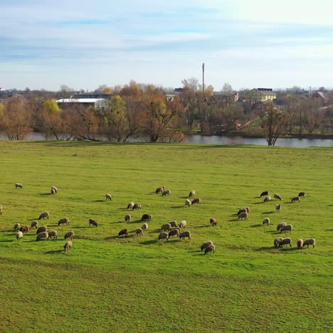 flock of sheep on village background. domestic animals eating green grass on field in the countryside. many sheep grazing on pasture. aerial view.