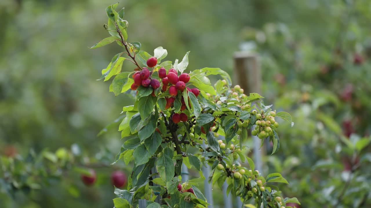 노르웨이 하르단거 에 있는 과수원 에 있는 작은 나무 에 있는 소형 은 사과
