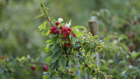 miniature red apples on the small tree in the orchard in hardanger, norway