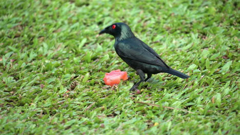 Asian-Glossy-Starling-Adult-Bird-Eating-Watermelon-on-Cropped-Green-Grass-Lawn,-Bites-off-Small-Pieces-and-Gulps---close-up-slow-motion