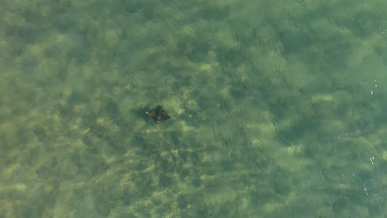 열대 섬의 얕은 물에서 헤엄치는 만타 레이