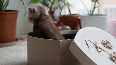 pretty scottish fold kittens sitting in a white gift box