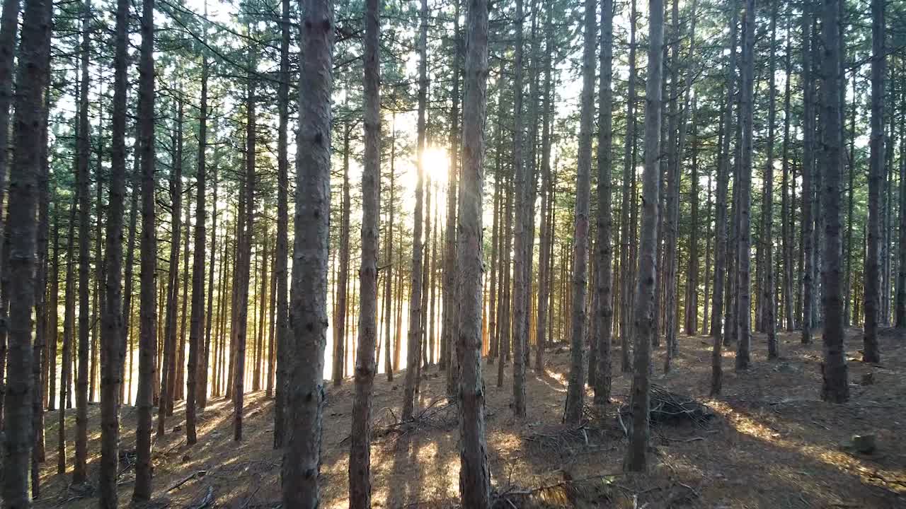 moviéndose a través de los árboles, hacia el sol, en un bosque de pinos