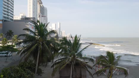 fixed aerial shot of palm trees along cartagena coastline