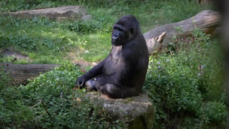 lowland gorilla sleeps and is sitting in the grass