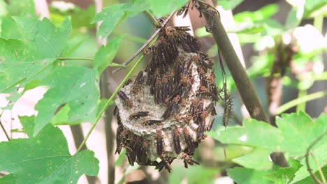 wasp nest on branch amongst foliage