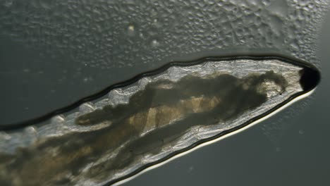diptera larvas mosca gusano en microscopio hongo hongo translúcido gnat
