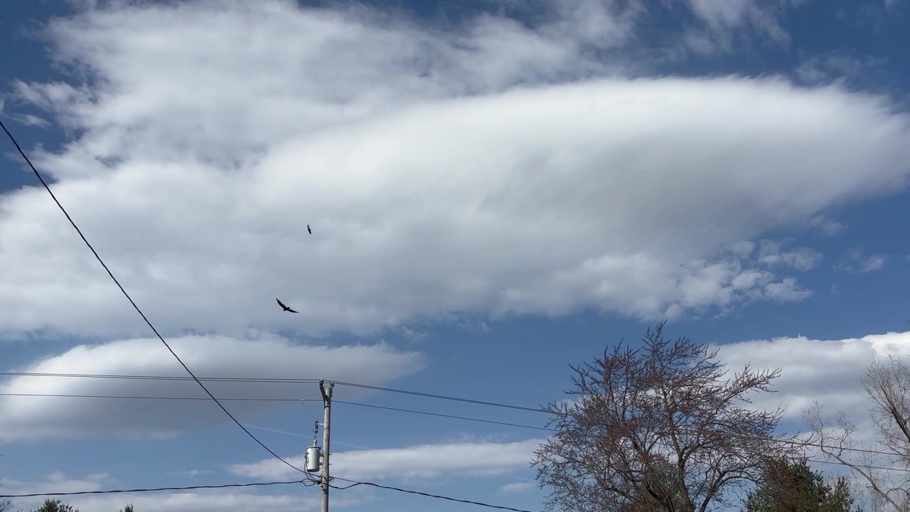 En fugl flyver over en blå himmel med hvide skyer, elledninger og træer i Omer, Michigan