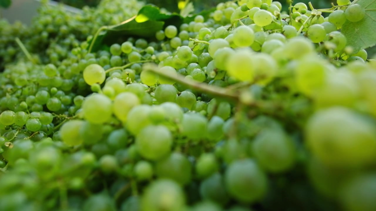 Câmera lenta, close-up de uvas maduras colhidas durante a época da vindima, em um vinhedo italiano.