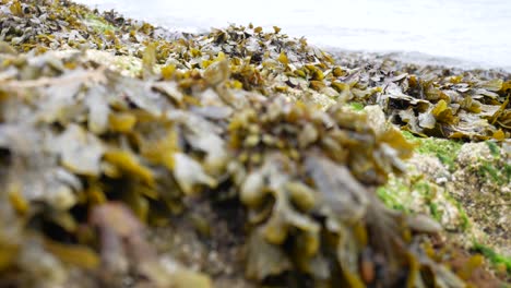 岩石海藻覆蓋的海岸線靠近海浪在背景下噴<unk> 娃娃左邊浅焦点