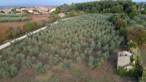 Drone-lands-on-a-olive-trees-field-while-camera-tilts-up