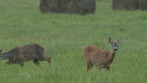 roe deer in dawn dusk evening autumn light between hay rolls eating playing