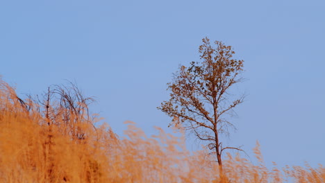 lonely tree on a yellow hay filed waving at the wind and blue clear sky