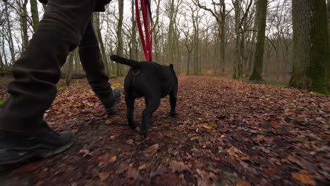 dog walking in the autumn forest