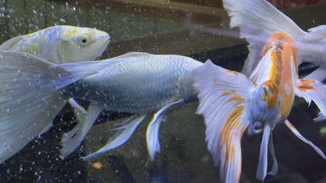 peces koi en el acuario