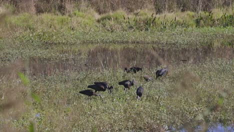 glossu ibises grazing in grassland