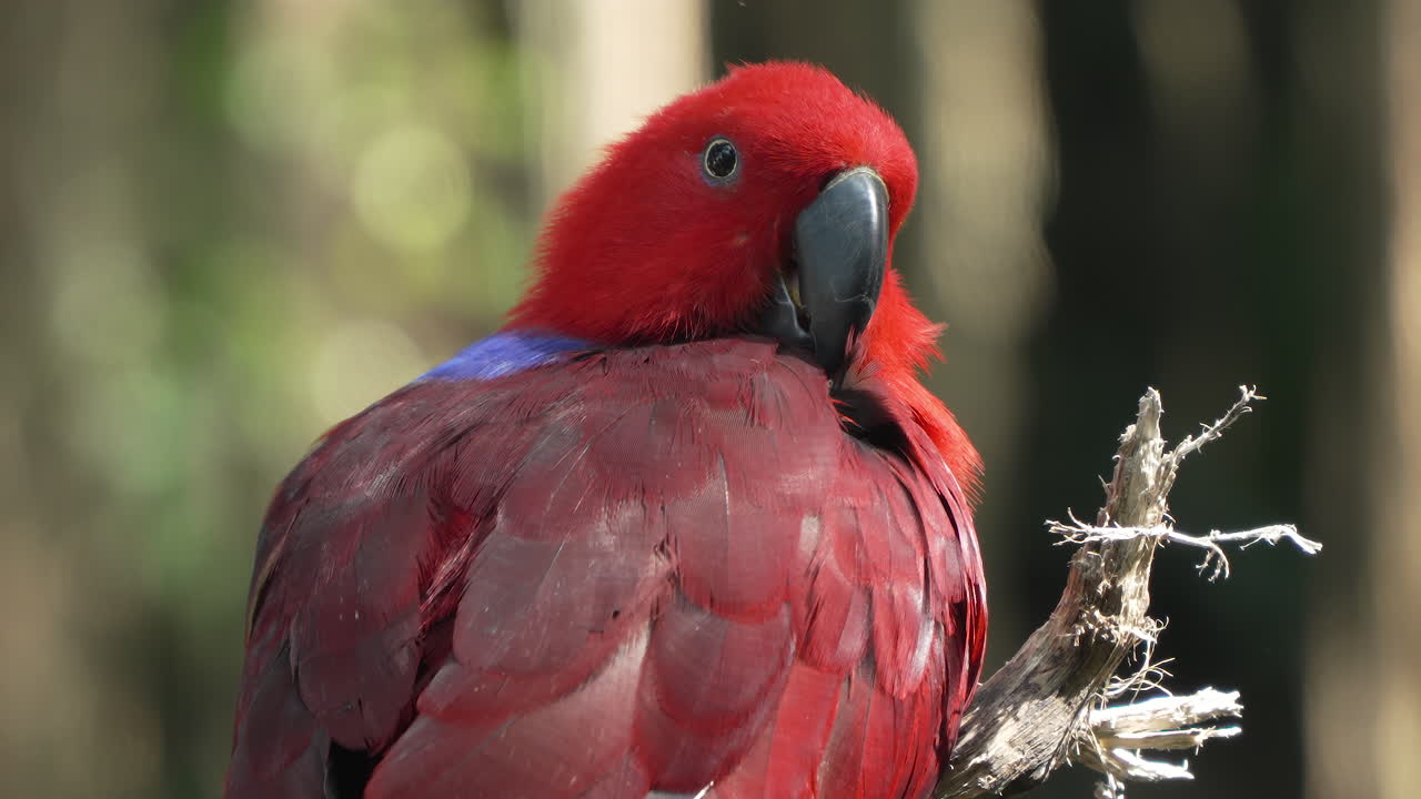 eclectus de moluka, pájaro hembra, arreglando las plumas o arreglando el plumaje rojo brillante, encaramado en la rama de un árbol iluminado por la suave luz del sol en la selva de bali, indonesia - rostro en primer plano